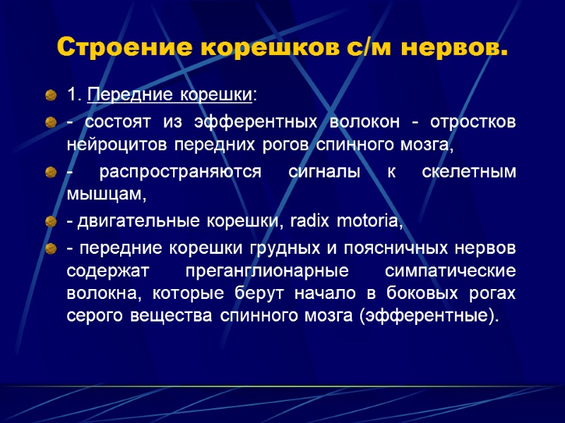 Строение корешков с/м нервов. 1. Передние корешки: - состоят из эфферентных волокон - отростков